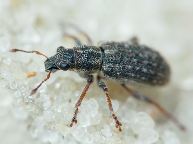 Sitona waterhousei Walton, 1846